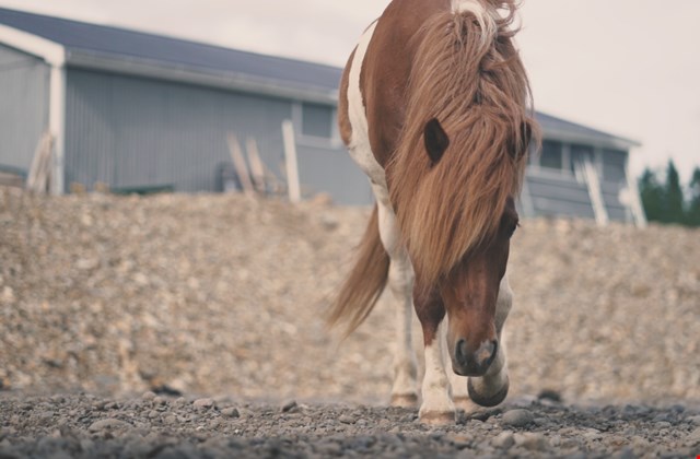 Sturlureykir Horses/Visiting Horsefarm